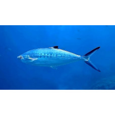 Doublespotted queenfish