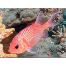 Doubletooth soldierfish