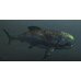 Dunkleosteus Dunkleosteus