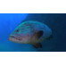 Dusky grouper