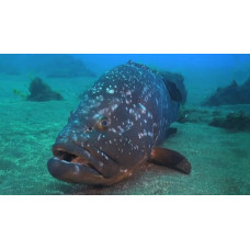 Dusky grouper