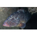 Dusky grouper