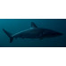 Dusky shark