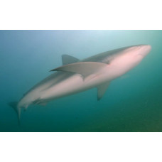 Dusky shark