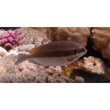 Dusky spinefoot