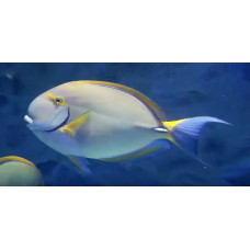 Dussumier's surgeonfish