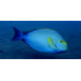 Dussumier's surgeonfish