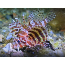 Dwarf lionfish