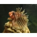 Dwarf lionfish