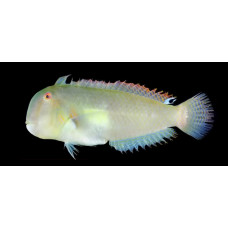 Eclipse-spot razor wrasse