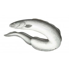 Eel, American Conger