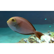 Elongate surgeonfish