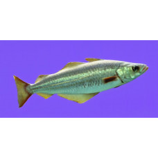 European pollock