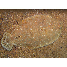 Eyed flounder