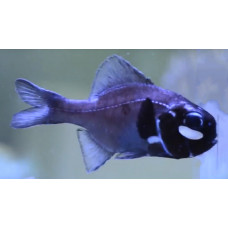 Eyelight fish