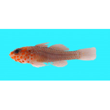 Fang's pygmygoby