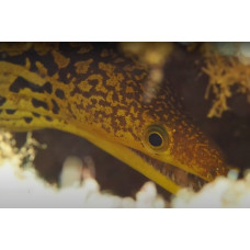 Fangtooth moray