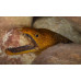 Fangtooth moray
