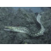 Fangtooth moray