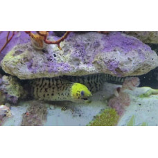 Fimbriated moray