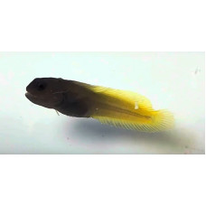 Flame tail blenny