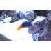 Flame tail blenny