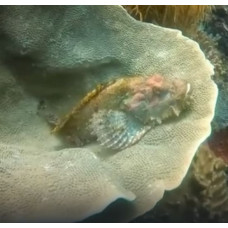 Flasher scorpionfish