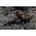 Flasher scorpionfish