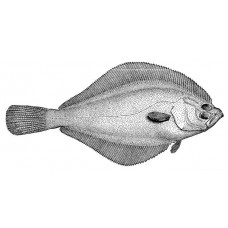 Flathead flounder