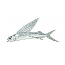 Flyingfish, Atlantic Flyingfish