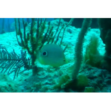Foureye butterflyfish