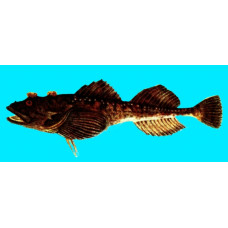 Fourhorn sculpin