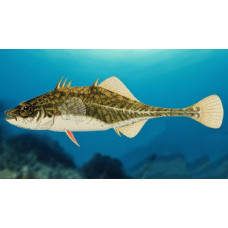 Fourspine stickleback Fourspine stickleback