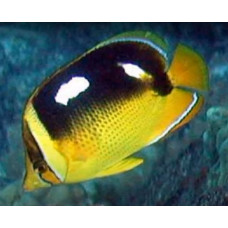 Fourspot butterflyfish