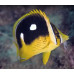 Fourspot butterflyfish