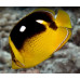 Fourspot butterflyfish