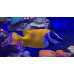 Foxface rabbitfish