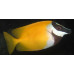 Foxface rabbitfish