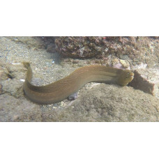 Freckled moray