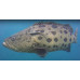 Giant grouper