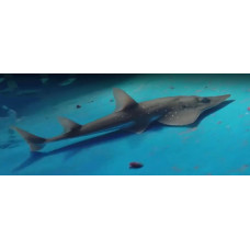 Giant guitarfish