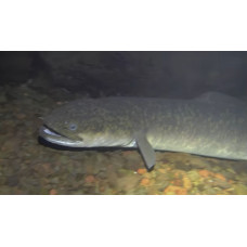 Giant mottled eel, marbled eel, anguilla marmorata