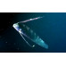 Giant oarfish