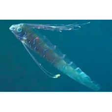 Giant oarfish