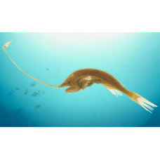 Gigantactis vanhoeffeni
