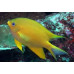 Golden damselfish