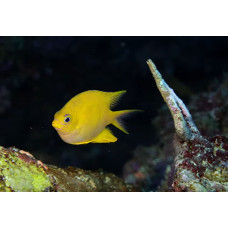 Golden damselfish