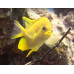 Golden damselfish