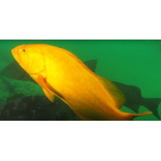 Golden grouper