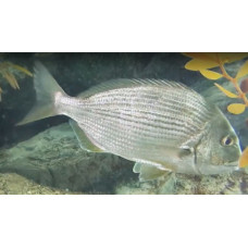 Goldlined seabream